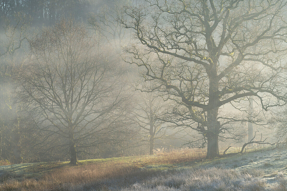 Winterbäume im Morgennebel, Stourhead, Wiltshire, England, Vereinigtes Königreich, Europa