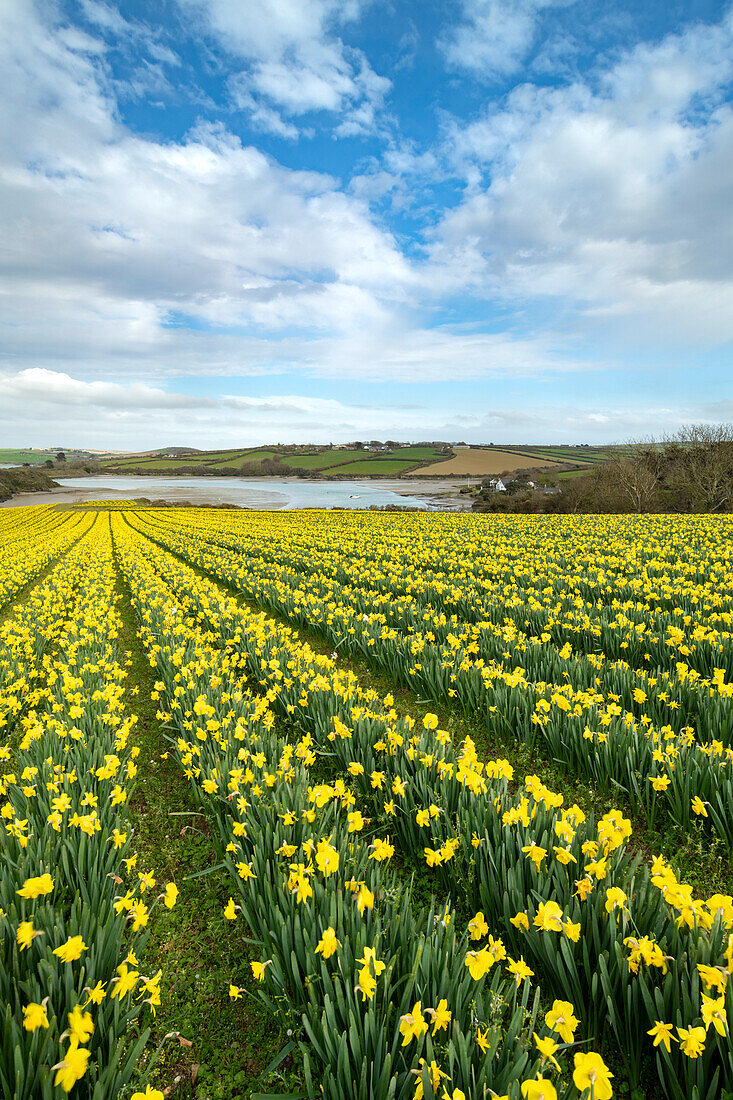 Feld mit blühenden Narzissen im Frühling in der Nähe von Padstow in Cornwall, England, Vereinigtes Königreich, Europa