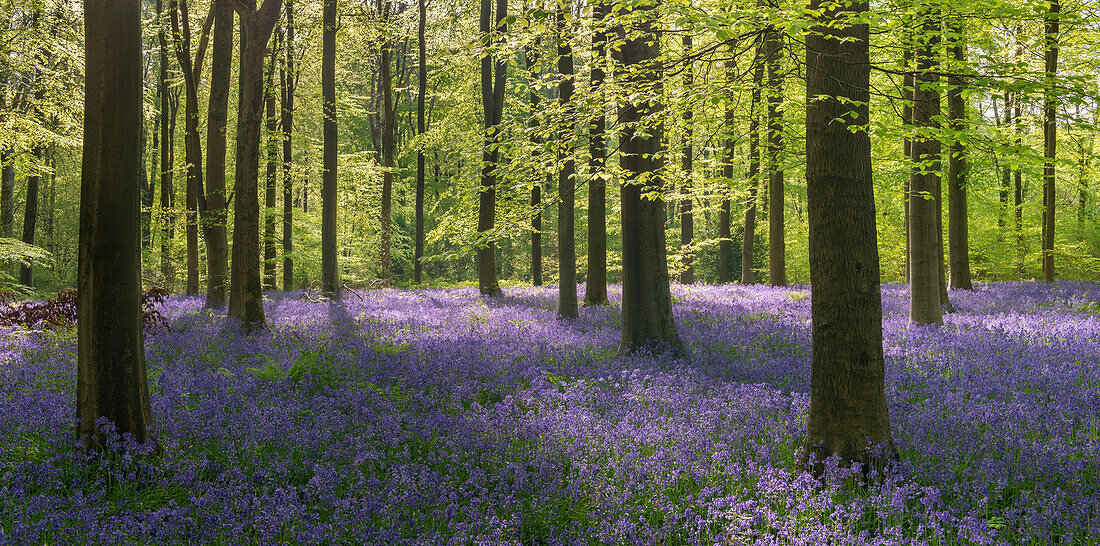 Morgendliches Sonnenlicht in einem Blauglockenwald, West Woods, Wiltshire, England, Vereinigtes Königreich, Europa