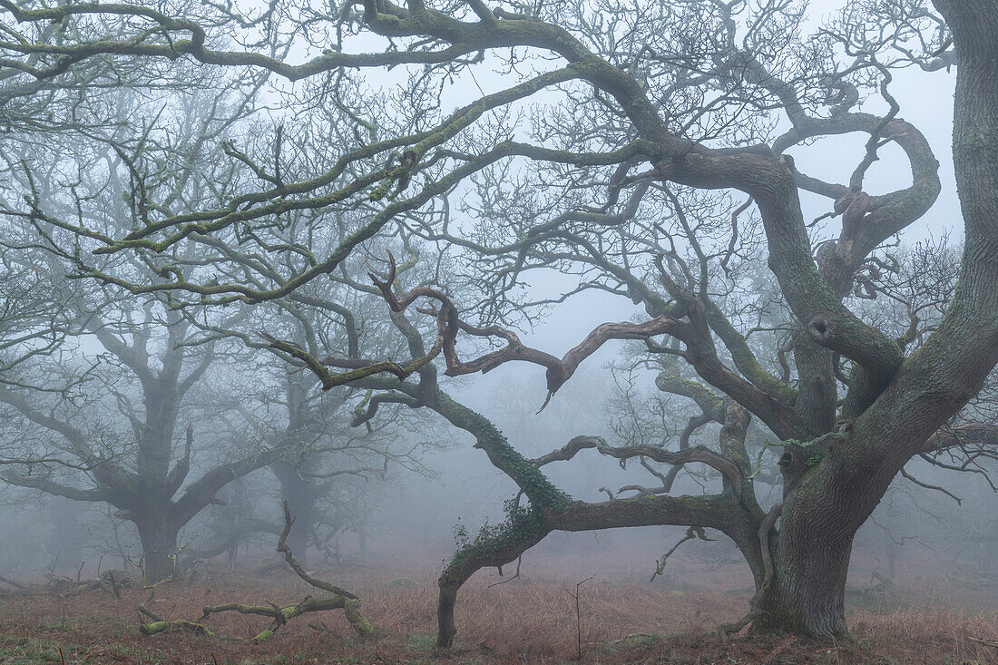Creepy oak woodland in morning fog, Dartmoor National Park, Devon, England, United Kingdom, Europe