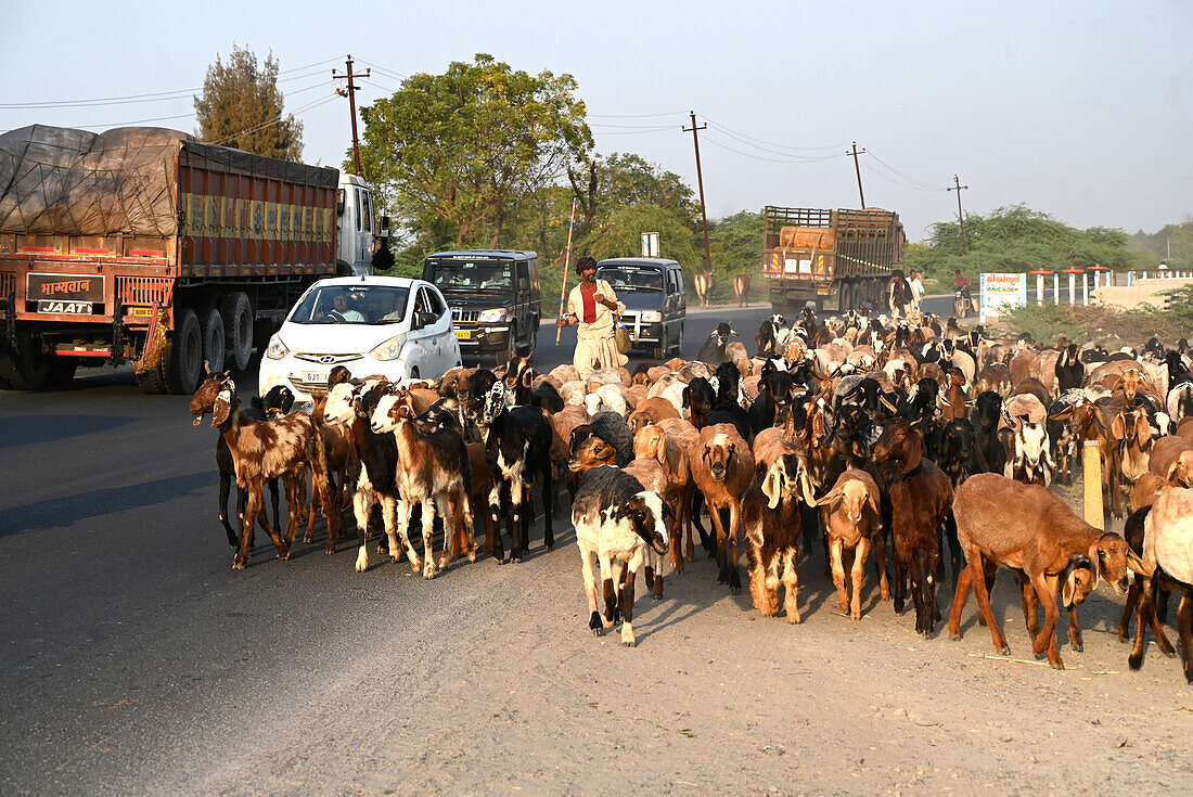 Goats being herded back home at dusk along main road and heavy traffic into Bhuj city, Gujarat, India, Asia