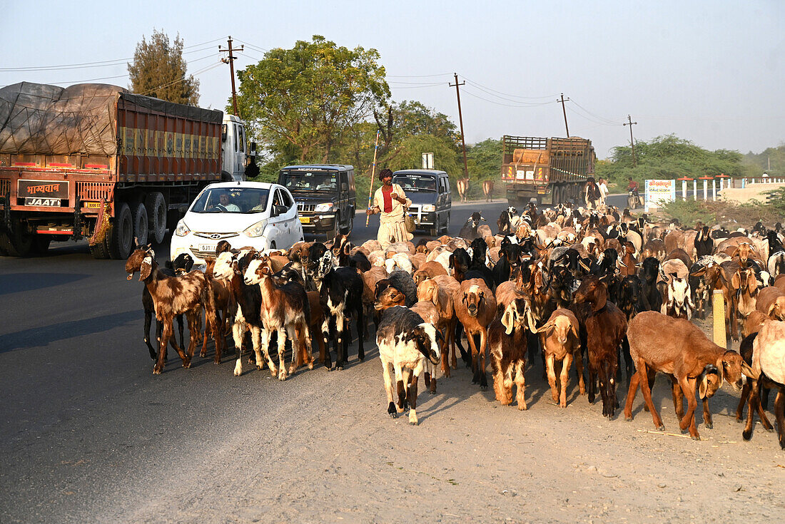Ziegen, die in der Abenddämmerung entlang der Hauptstraße und des starken Verkehrs in die Stadt Bhuj getrieben werden, Gujarat, Indien, Asien