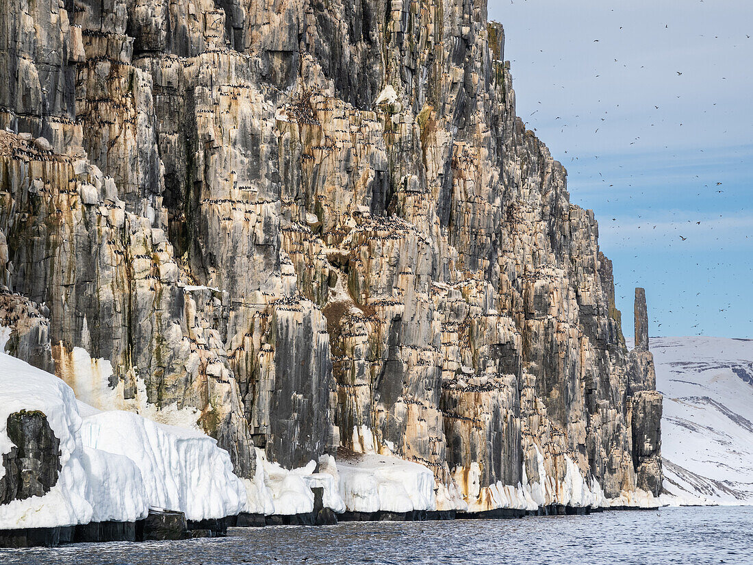 Die berühmten Vogelfelsen am Alkefjellet, was wörtlich übersetzt "Berg der Trottellummen" bedeutet, Svalbard, Norwegen, Europa