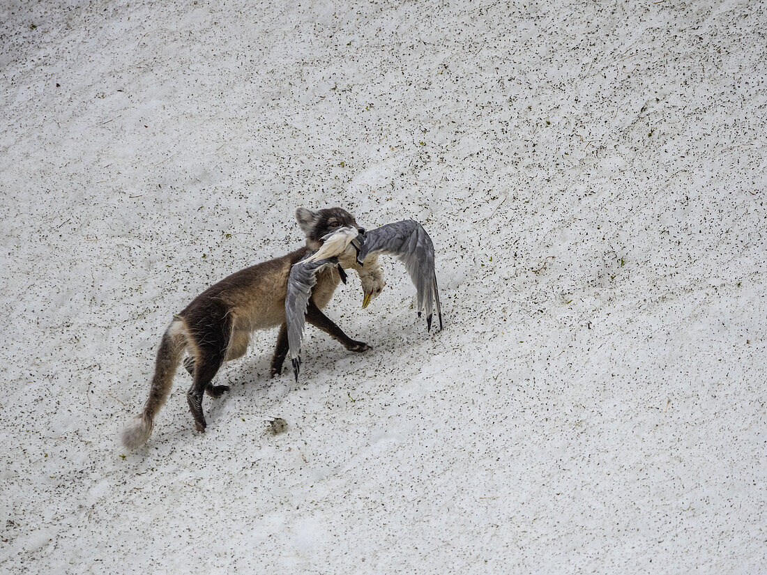 Ein erwachsener Polarfuchs (Vulpes lagopus) mit einer Dreizehenmöwe entlang der Klippen am Alkefjellet, Svalbard, Norwegen, Europa