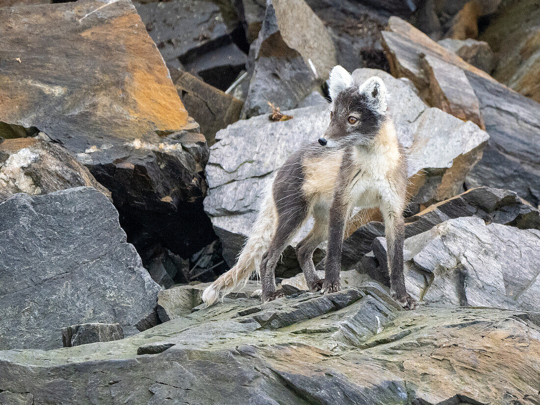 An adult Arctic fox (Vulpes lagopus) looking for prey along the beach at Signehamna, Svalbard, Norway, Europe