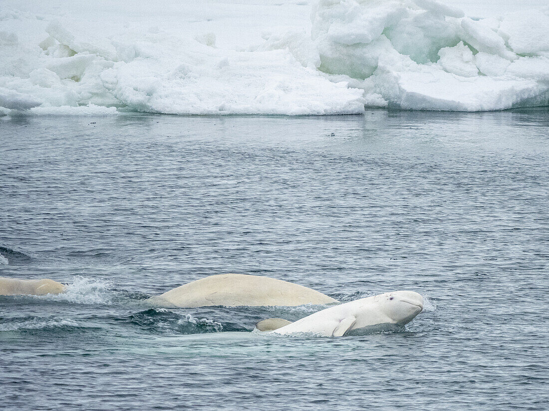A small pod of beluga whales (Delphinapterus leucas), consisting of several males and one lone female mating, Svalbard, Norway, Europe