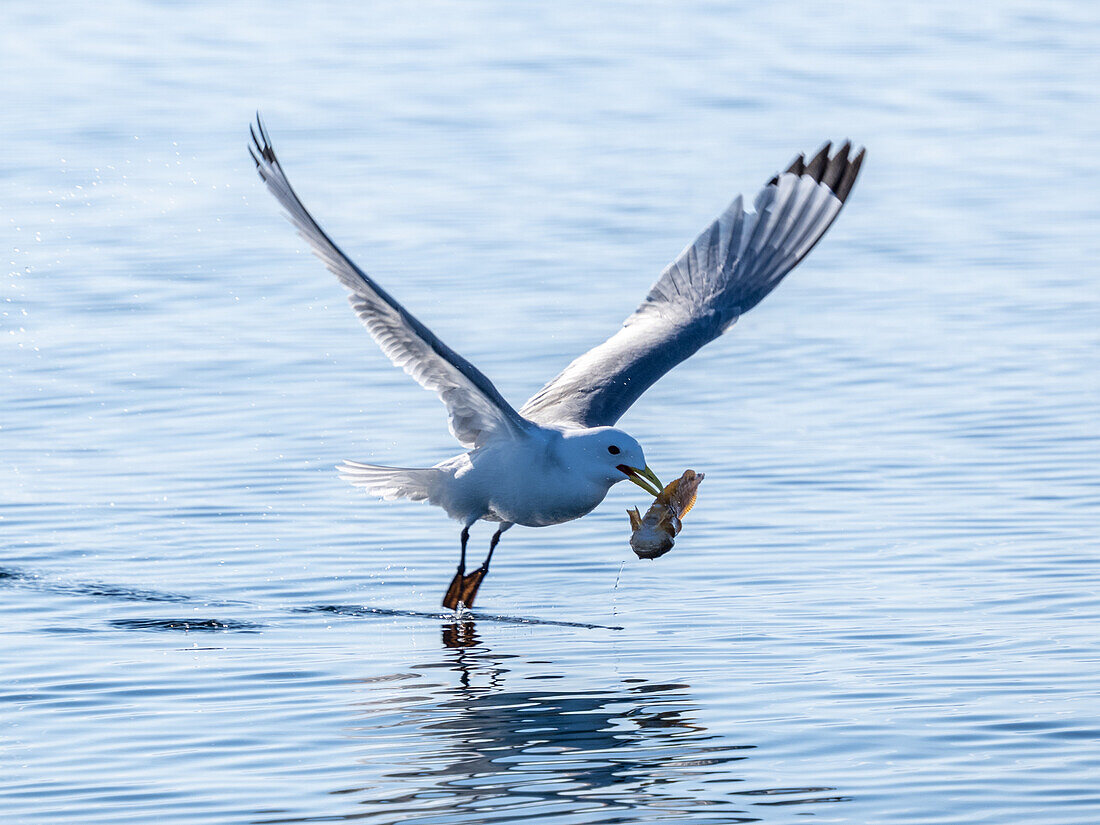 Ausgewachsene Dreizehenmöwe (Rissa tridactyla) mit einem Fisch auf dem Wasser im Storfjord, Spitzbergen, Norwegen, Europa