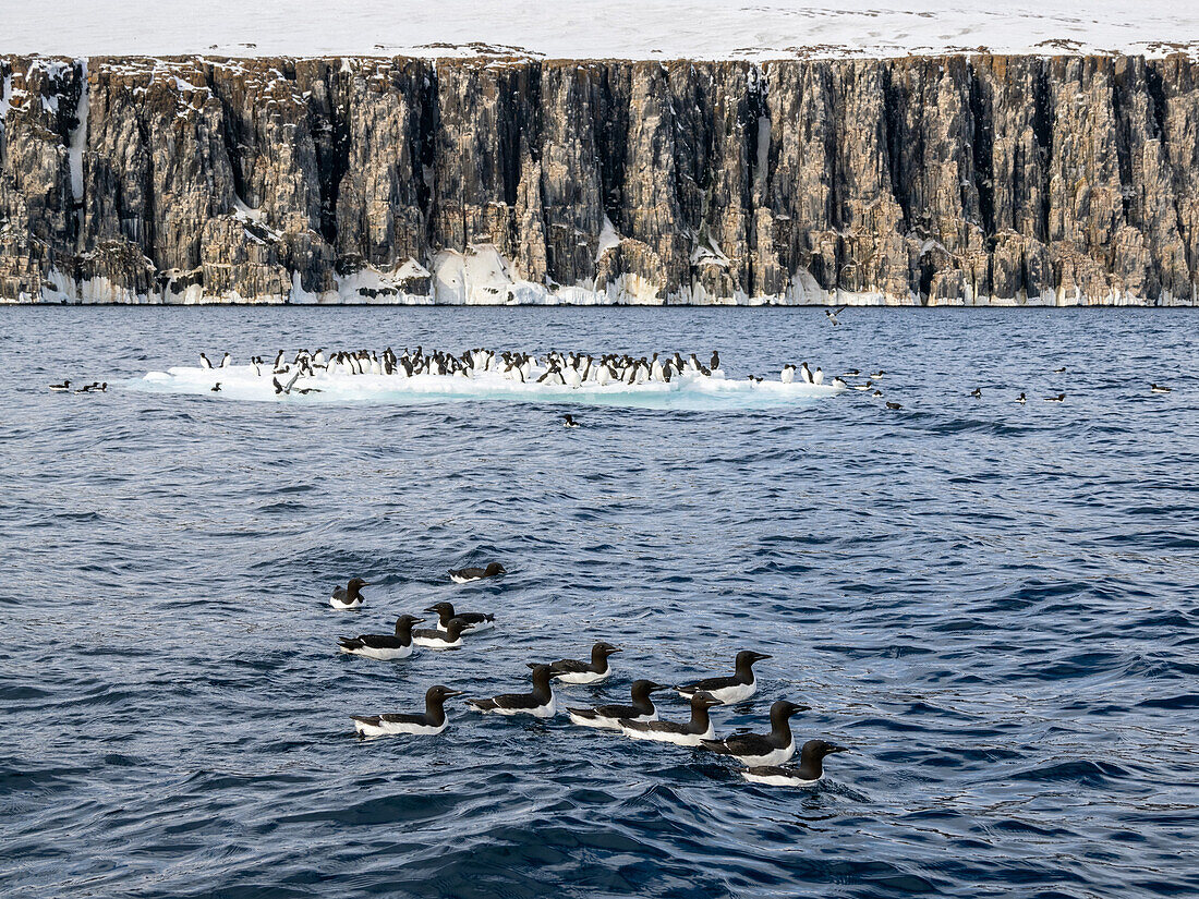 Ausgewachsene Brunnich'sche Trottellumme (Uria lomvia) versammelt sich auf dem Eis am Alkefjellet, Spitzbergen, Svalbard, Norwegen, Europa