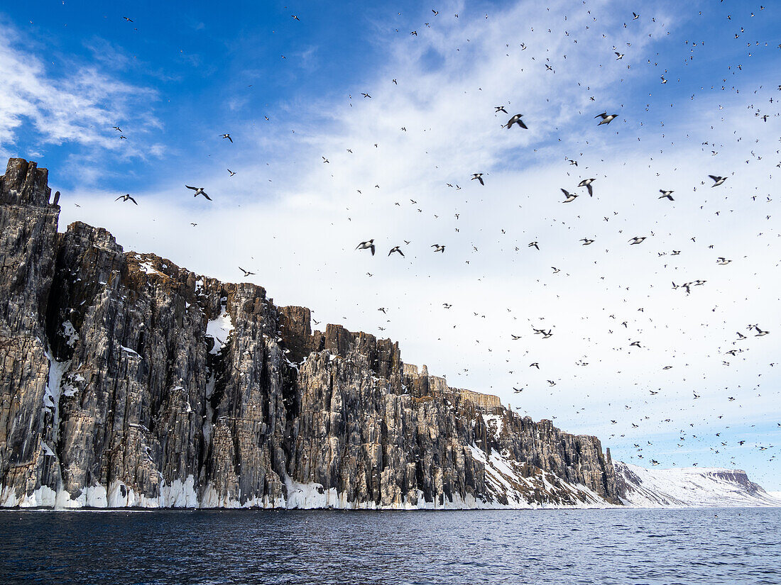 Ausgewachsene Trottellumme (Uria lomvia) im Flug nach einer Schneelawine bei Alkefjellet, Spitzbergen, Svalbard, Norwegen, Europa