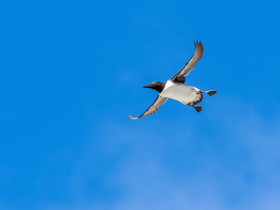 Adult common guillemot (Uria aalge) taking flight at nesting site on the cliffs at Bjornoya, Svalbard, Norway, Europe