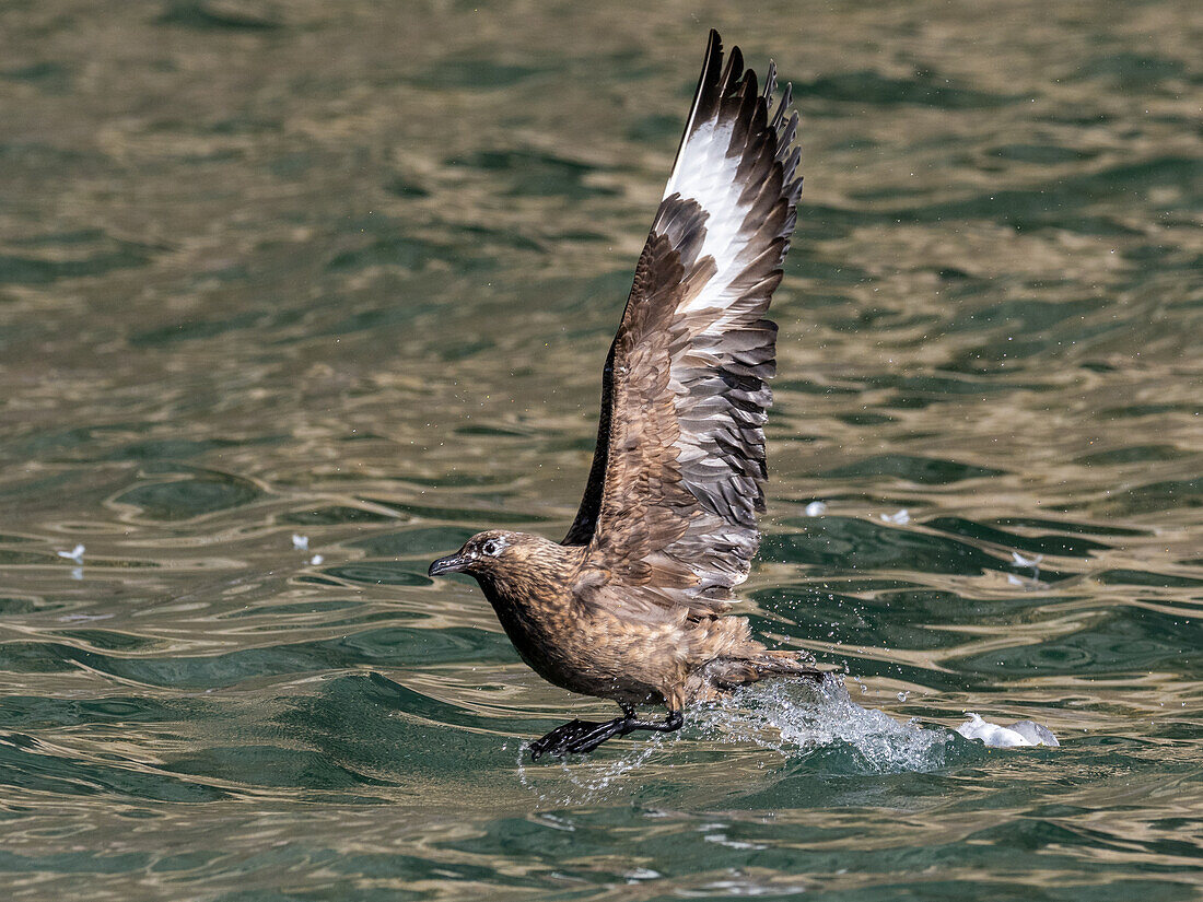 Eine erwachsene Raubmöwe (Stercorarius skua) im Flug bei Bjornoya, Spitzbergen, Norwegen, Europa