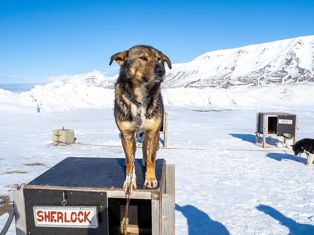 Camp Barentz, a dog sled training area just outside of Longyearbyen, Svalbard, Norway, Norway, Europe