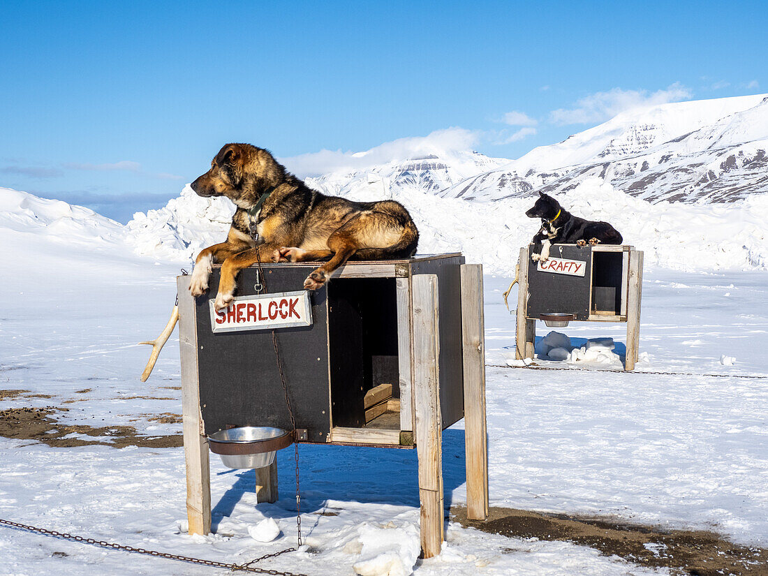 Camp Barentz, a dog sled training area just outside of Longyearbyen, Svalbard, Norway, Norway, Europe