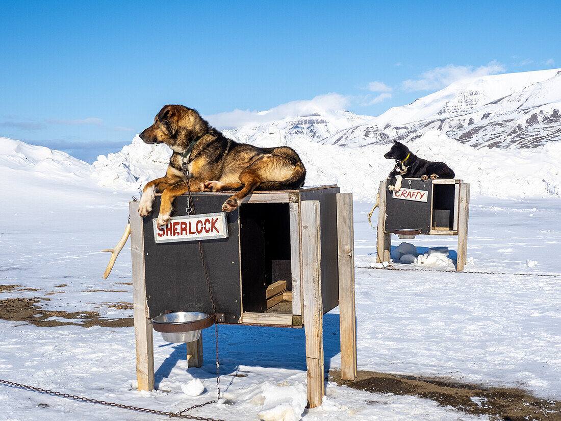 Camp Barentz, ein Hundeschlitten-Trainingsgebiet etwas außerhalb von Longyearbyen, Svalbard, Norwegen, Norwegen, Europa