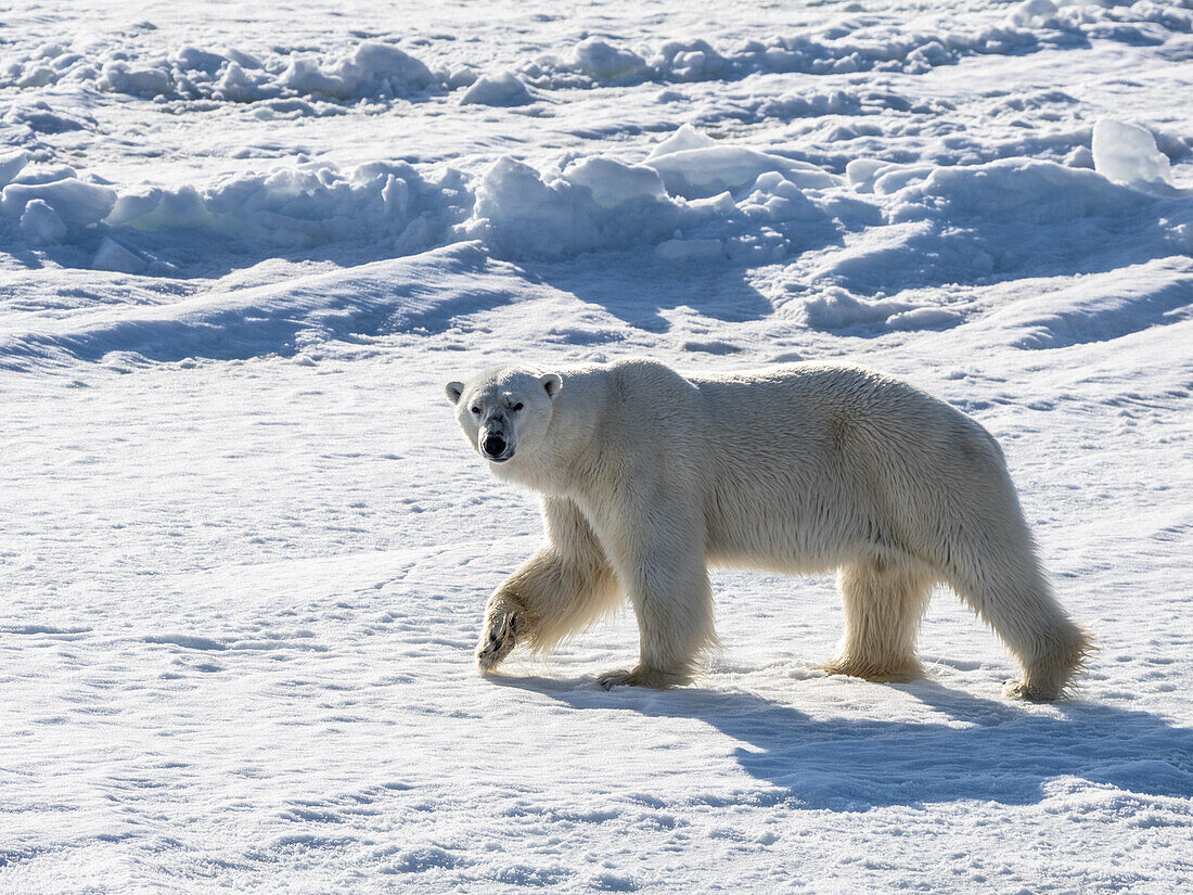 Ein erwachsener männlicher Eisbär (Ursus maritimus) geht auf der Festeiskante im Storfjorden, Svalbard, Norwegen, Europa
