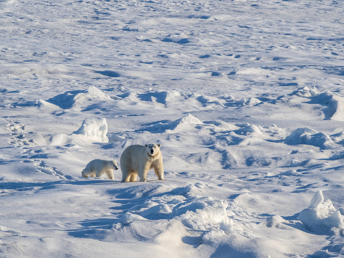 Eine Eisbärenmutter (Ursus maritimus) mit ihrem COY (Jungtier des Jahres) auf der Festeiskante, Storfjorden, Svalbard, Norwegen, Europa