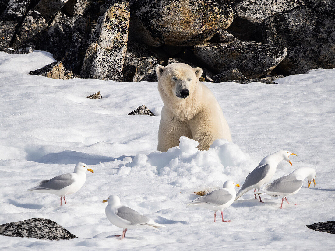 A n adult male polar bear (Ursus maritimus) sitting in a daybed in the snow on Indre Norskoya, Svalbard, Norway, Europe