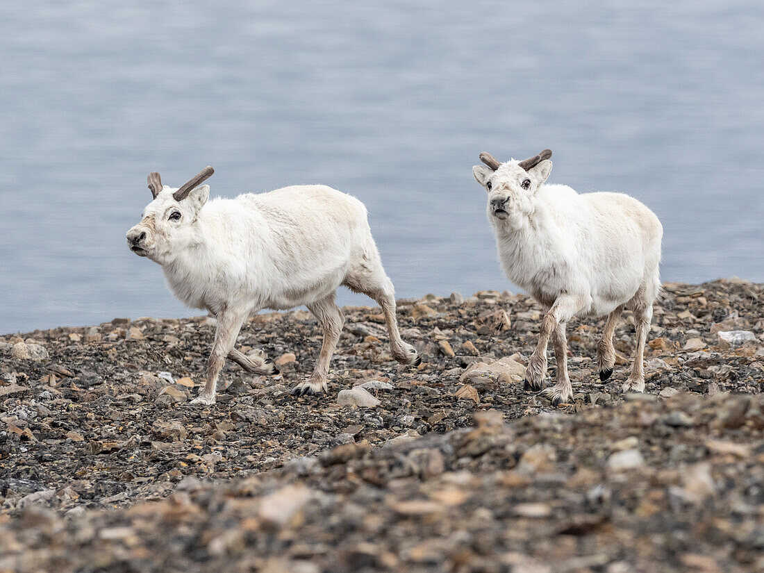 Svalbard reindeer (Rangifer tarandus platyrhynchus) running on the beach in Mushamna, Svalbard, Norway, Europe