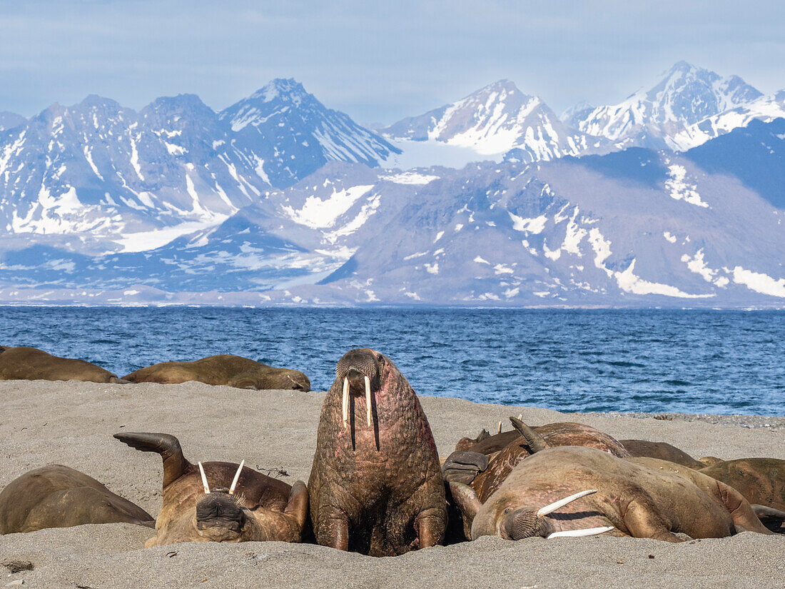 Adult male walruses (Odobenus rosmarus) hauled out on the beach at Poolepynten, Svalbard, Norway, Europe