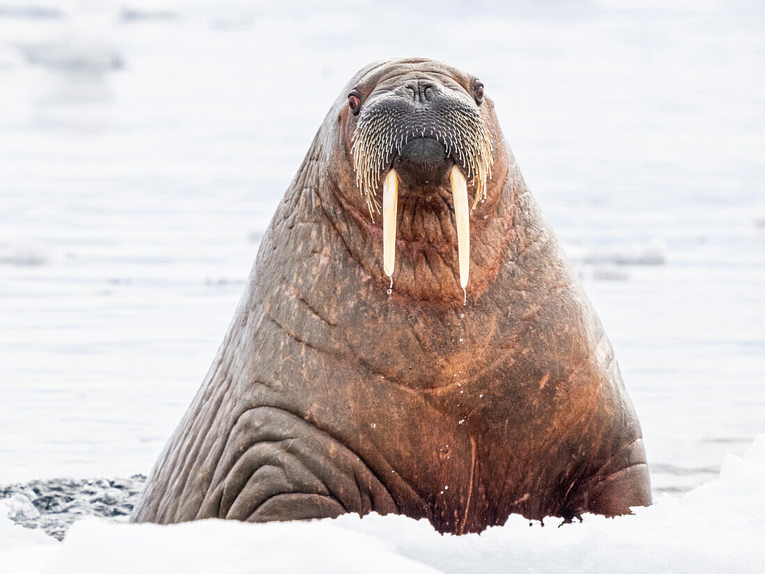 Adult female walrus (Odobenus rosmarus) swimming near ice floes near Storoya, Svalbard, Norway, Europe