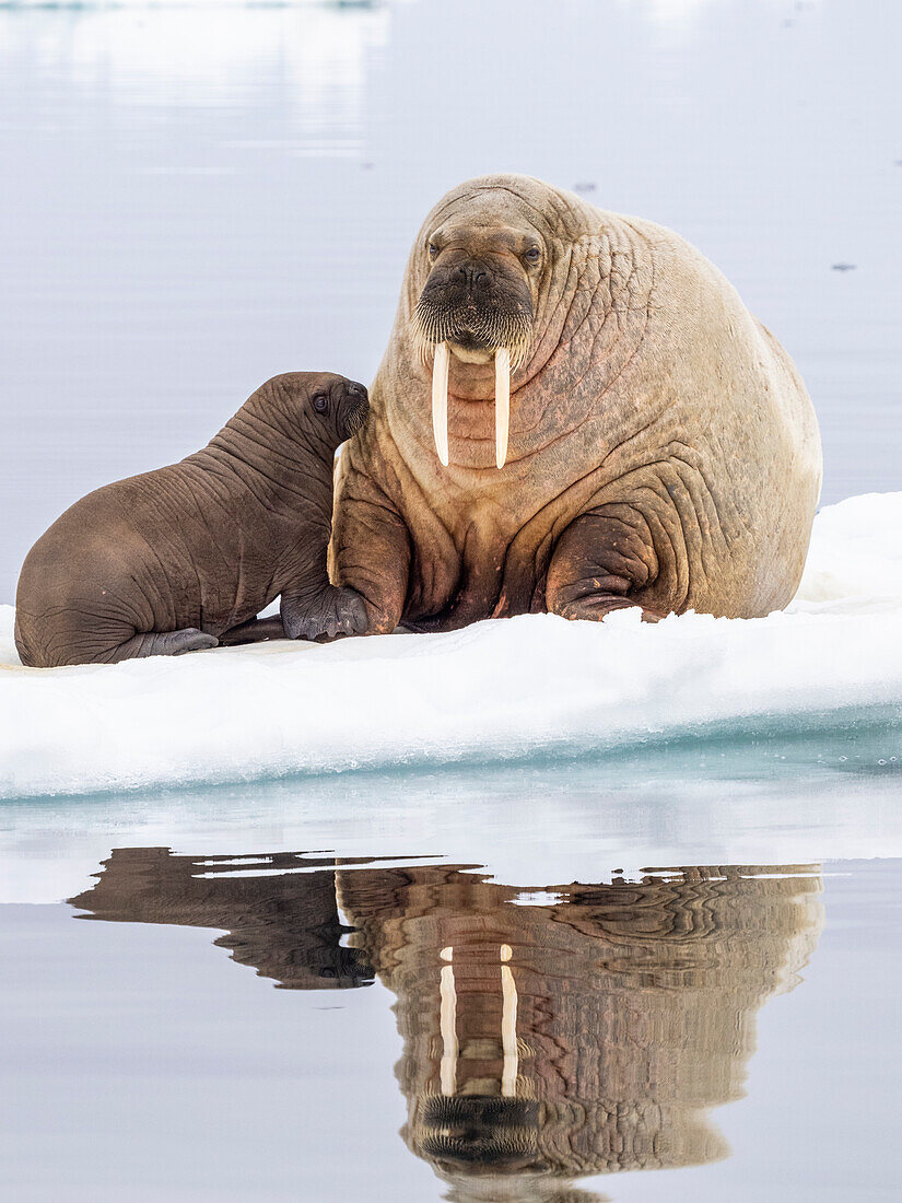 Walrossmutter (Odobenus rosmarus) mit Kalb auf einer Eisscholle in der Nähe von Storoya, Svalbard, Norwegen, Europa