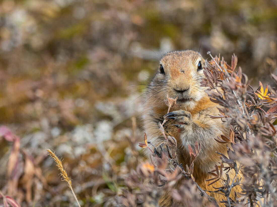 An adult Arctic ground squirrel (Urocitellus parryii) feeding in the brush at Denali National Park, Alaska, United States of America, North America