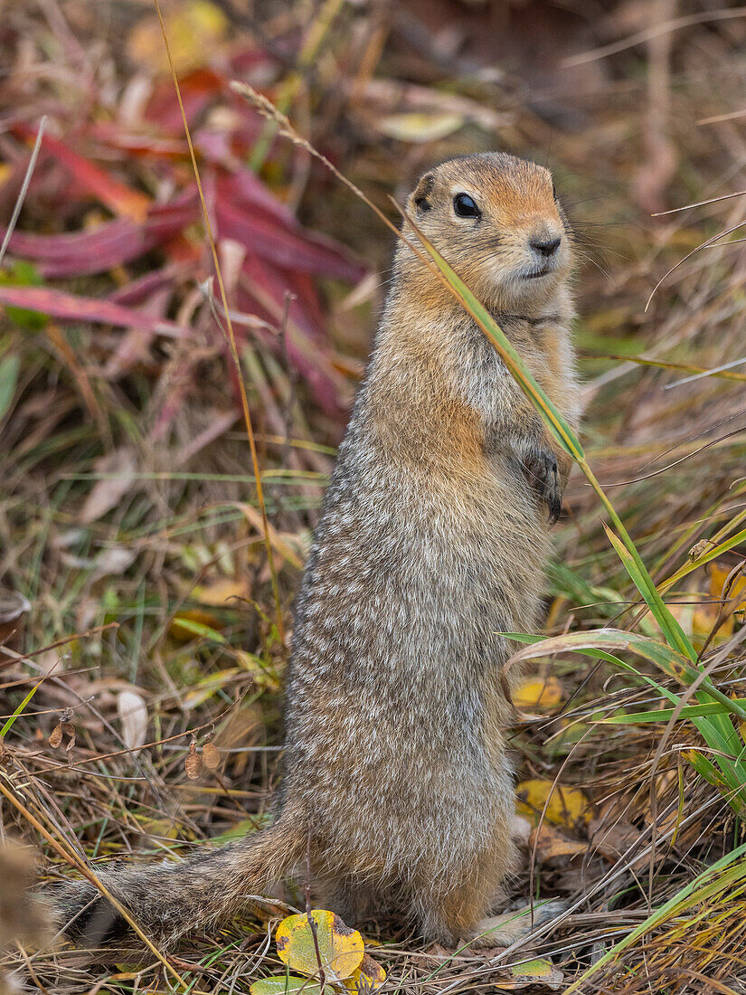 An adult Arctic ground squirrel (Urocitellus parryii) standing in the brush at Denali National Park, Alaska, United States of America, North America