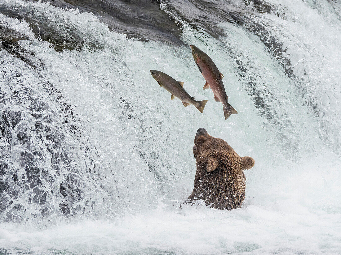 An adult brown bear (Ursus arctos) fishing for salmon at Brooks Falls, Katmai National Park and Preserve, Alaska, United States of America, North America