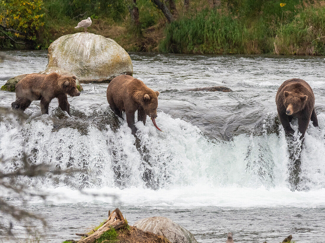 Ein Trio von Braunbären (Ursus arctos) beim Lachsfang an den Brooks Falls, Katmai National Park and Preserve, Alaska, Vereinigte Staaten von Amerika, Nordamerika