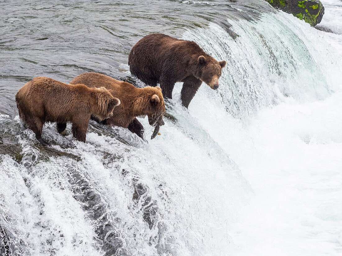 Erwachsene Braunbären (Ursus arctos) beim Lachsfang an den Brooks Falls, Katmai National Park and Preserve, Alaska, Vereinigte Staaten von Amerika, Nordamerika