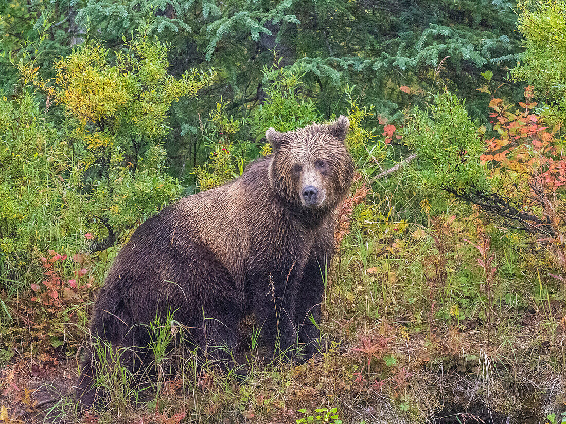 A young brown bear (Ursus arctos) along the shoreline at Lake Clark National Park and Preserve, Alaska, United States of America, North America