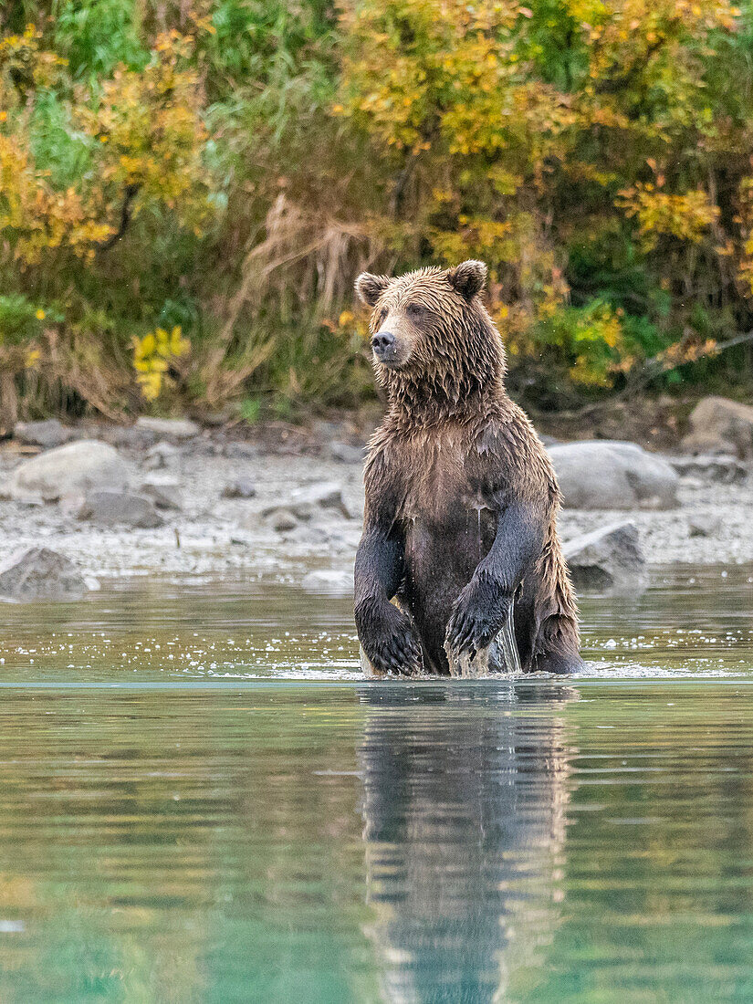 Braunbärenmutter (Ursus arctos) steht und sucht nach Lachsen, Lake Clark National Park and Preserve, Alaska, Vereinigte Staaten von Amerika, Nordamerika