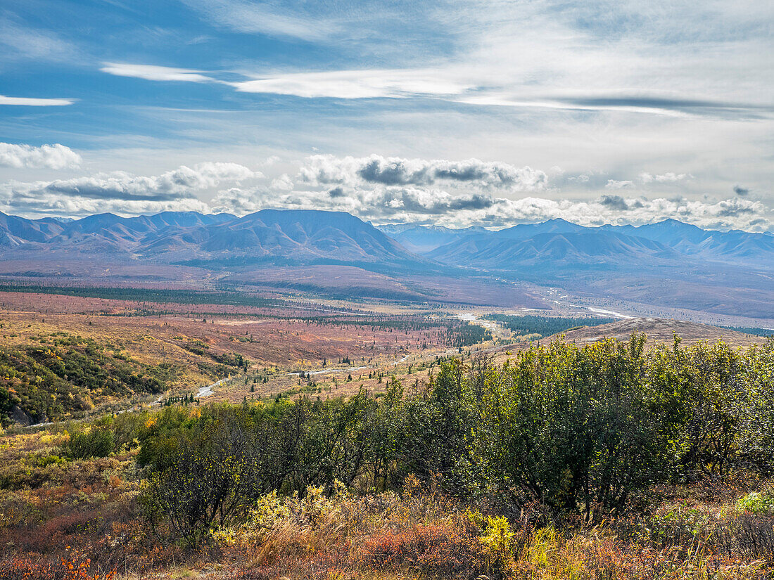 Herbstfarbenwechsel unter den Bäumen und Sträuchern im Denali National Park, Alaska, Vereinigte Staaten von Amerika, Nordamerika