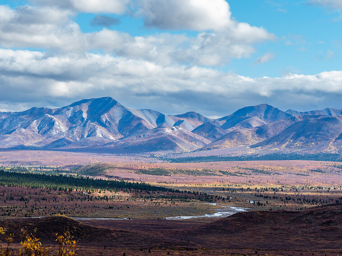Fall color change amongst the trees and shrubs in Denali National Park, Alaska, United States of America, North America