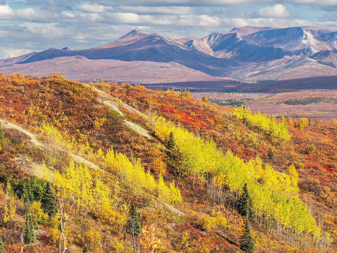 Herbstfarbenwechsel unter den Bäumen und Sträuchern im Denali National Park, Alaska, Vereinigte Staaten von Amerika, Nordamerika