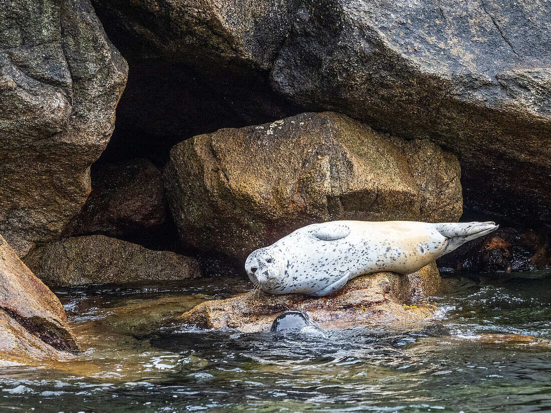 An adult harbor seal (Phoca vitulina) hauled out on the rocks in Kenai Fjords National Park, Alaska, United States of America, North America