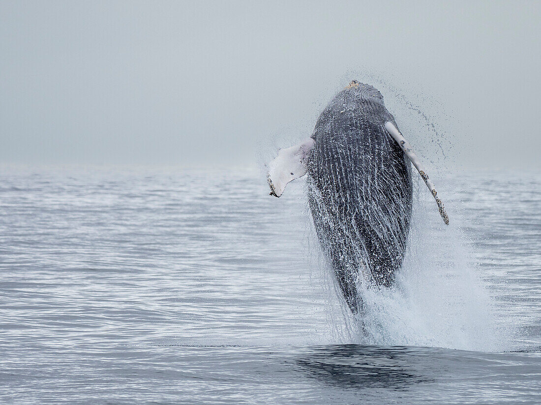 Ein erwachsener Buckelwal (Megaptera novaeangliae) beim Brüten im Kenai Fjords National Park, Alaska, Vereinigte Staaten von Amerika, Nordamerika