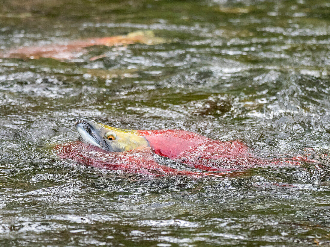 Sockeye-Lachs (Oncorhynchus nerka), laichend im Russian River, einem 13 Meilen langen Fluss auf der Kenai-Halbinsel, Alaska, Vereinigte Staaten von Amerika, Nordamerika