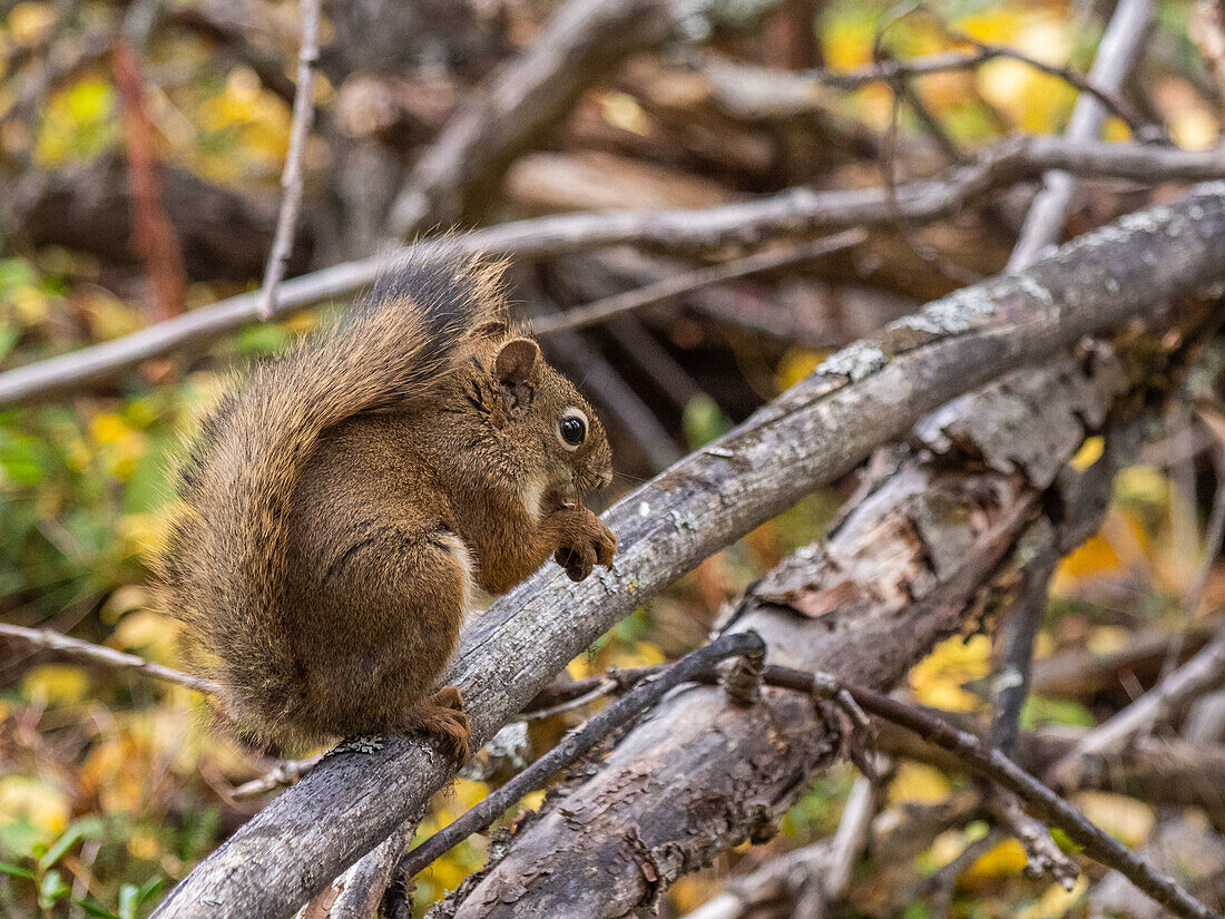 Ein erwachsenes amerikanisches rotes Eichhörnchen (Tamiasciurus hudsonicus) in den Bäumen im Denali National Park, Alaska, Vereinigte Staaten von Amerika, Nordamerika