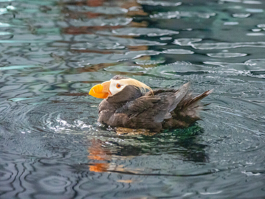 Ein erwachsener Papageientaucher (Fratercula cirrhata) beim Baden im Meer im Kenai Fjords National Park, Alaska, Vereinigte Staaten von Amerika, Nordamerika