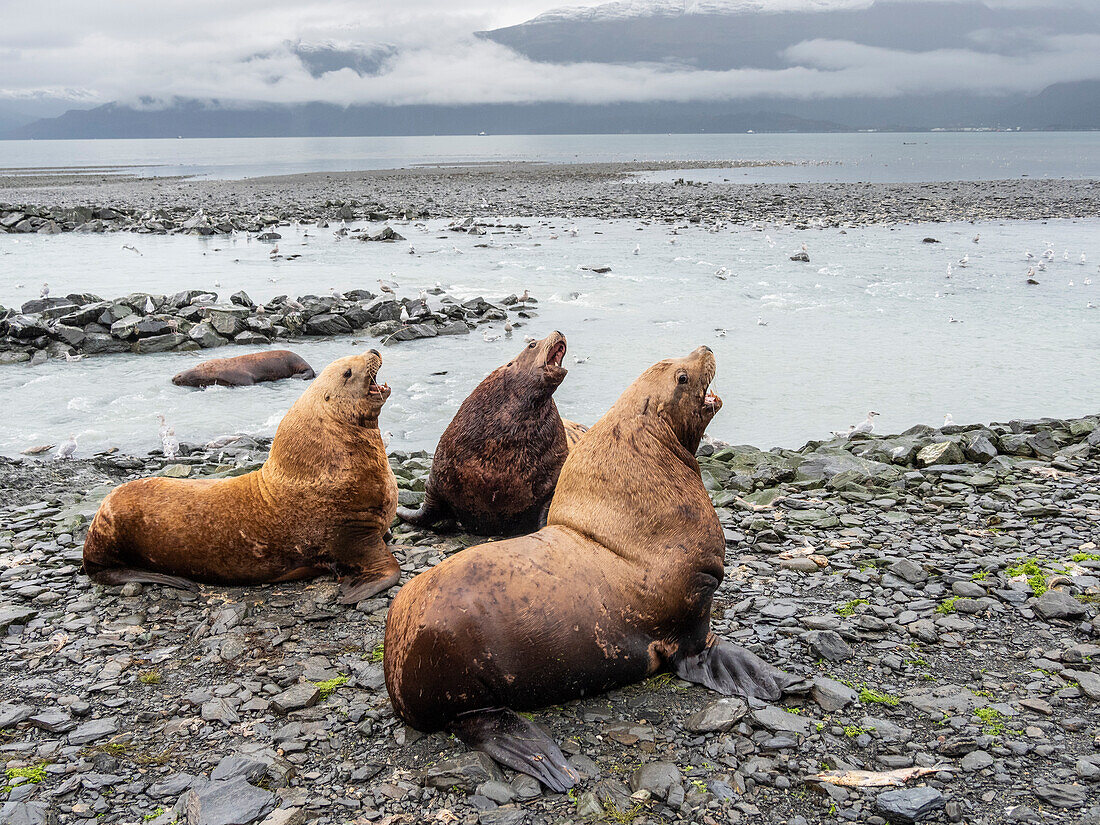 Ausgewachsener Stellerscher Seelöwenbulle (Eumetopias jubatus), Territorialverhalten in der Solomon Gulch Hatchery, Valdez, Alaska, Vereinigte Staaten von Amerika, Nordamerika