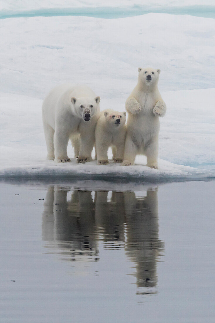 Polar bear (Ursus maritimus), mother and two cubs on an ice floe in the fog in Davis Strait, Nunavut, Canada, North America