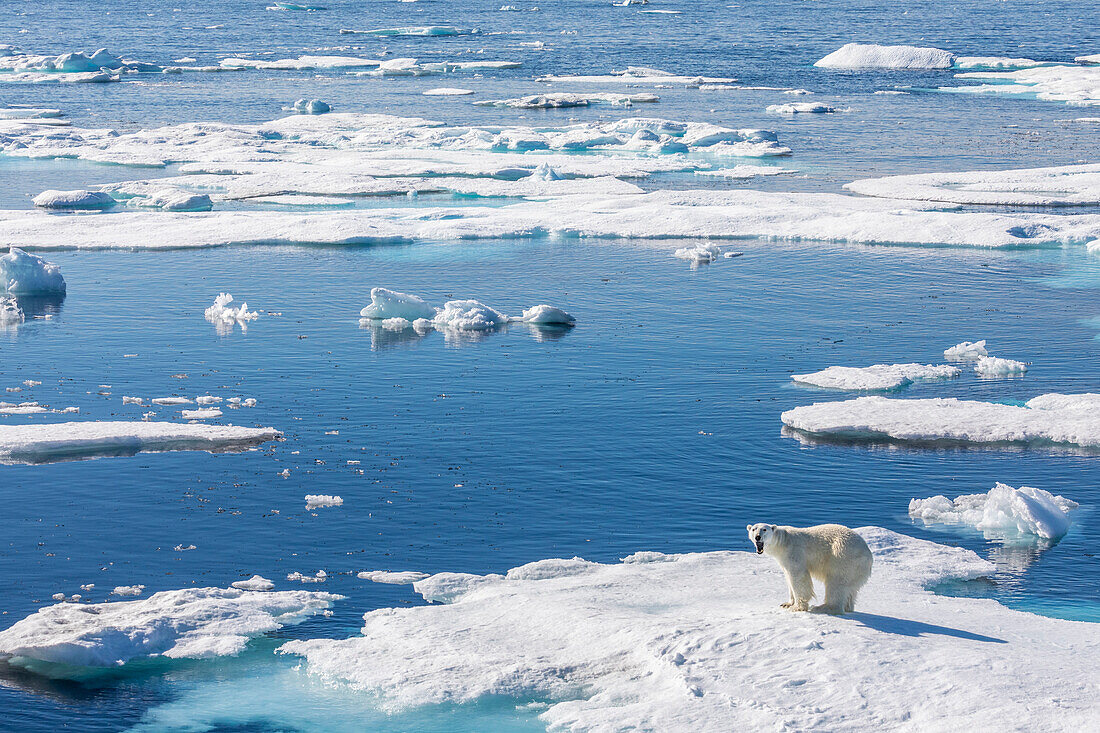 Ein junger männlicher Eisbär (Ursus maritimus) auf einer Eisscholle in der Baffin Bay, Nunavut, Kanada, Nordamerika