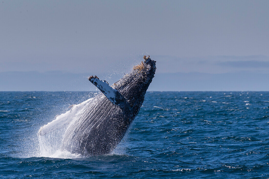 Adult humpback whale (Megaptera novaeangliae) breaching in Monterey Bay National Marine Sanctuary, California, United States of America, North America