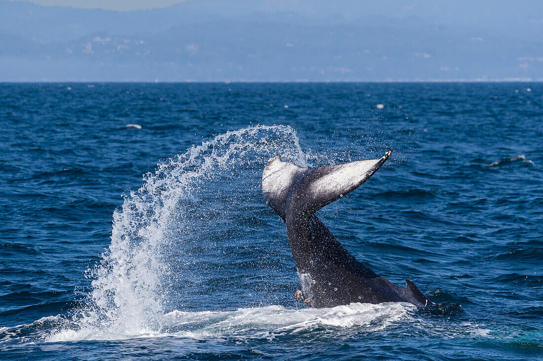 Adult humpback whale (Megaptera novaeangliae), tail throw in Monterey Bay National Marine Sanctuary, California, United States of America, North America