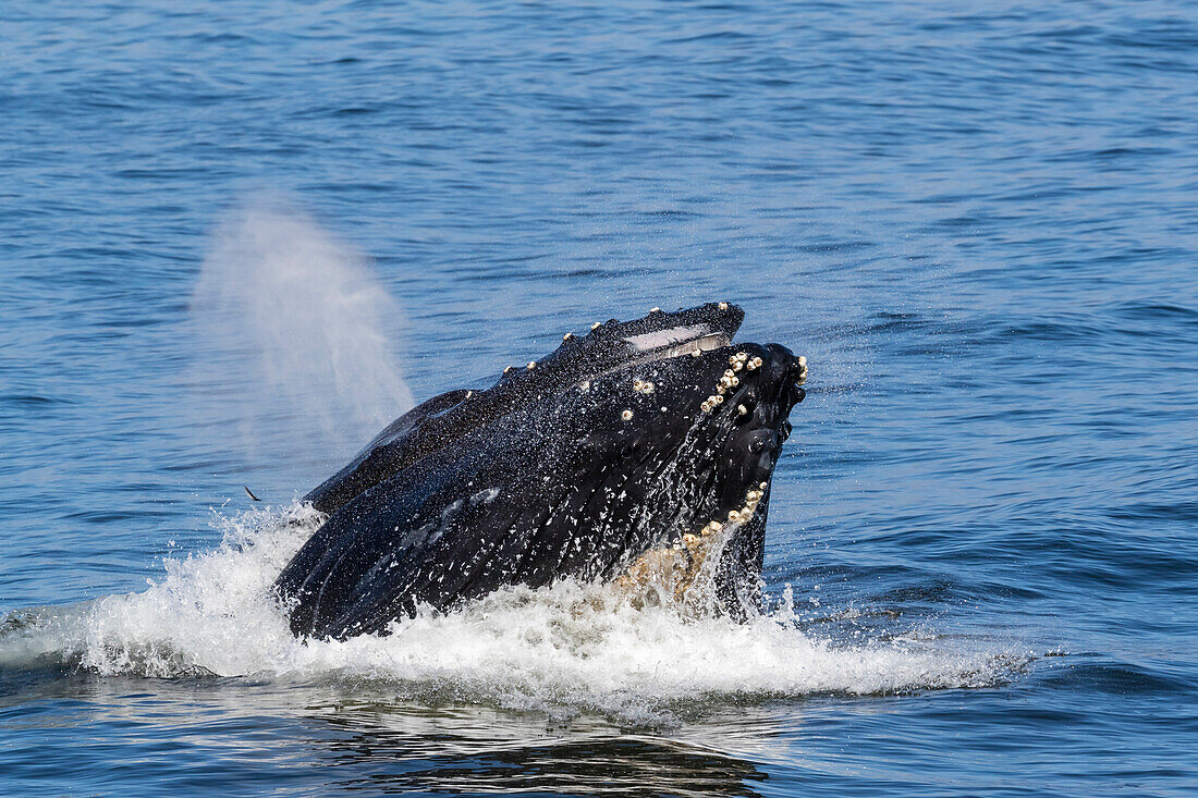 Adult humpback whale (Megaptera novaeangliae) lunge feeding in Monterey Bay National Marine Sanctuary, California, United States of America, North America