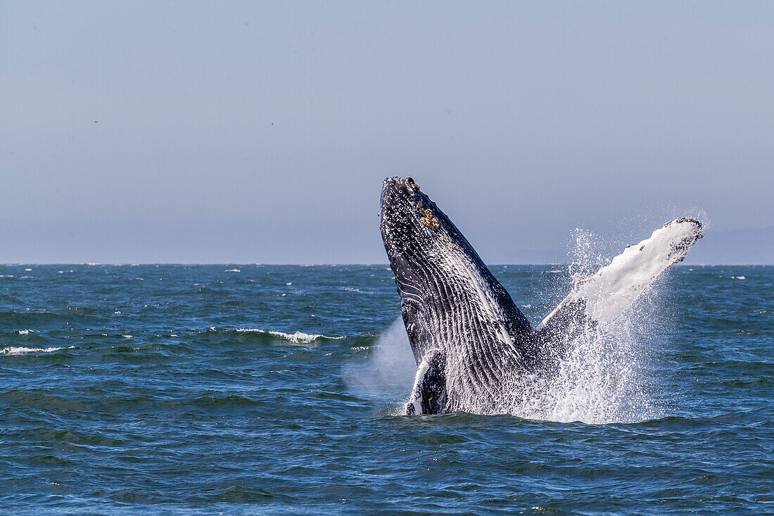 Adult humpback whale (Megaptera novaeangliae) breaching in Monterey Bay National Marine Sanctuary, California, United States of America, North America