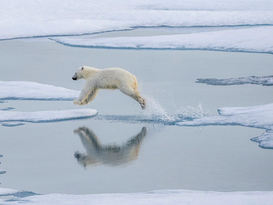 Ein neugieriger junger männlicher Eisbär (Ursus maritimus) springt auf dem Meereis nahe Somerset Island, Nunavut, Kanada, Nordamerika
