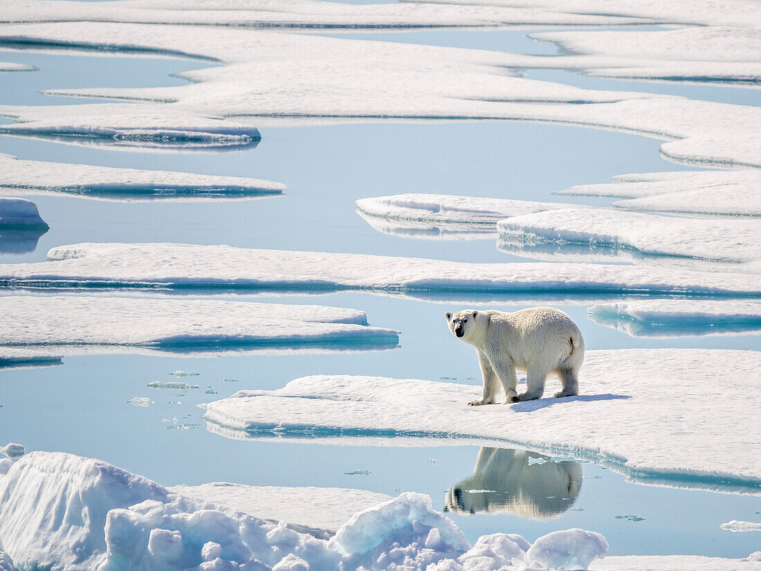 Adult polar bear (Ursus maritimus) in 10/10ths pack ice in McClintock Channel, Northwest Passage, Nunavut, Canada, North America