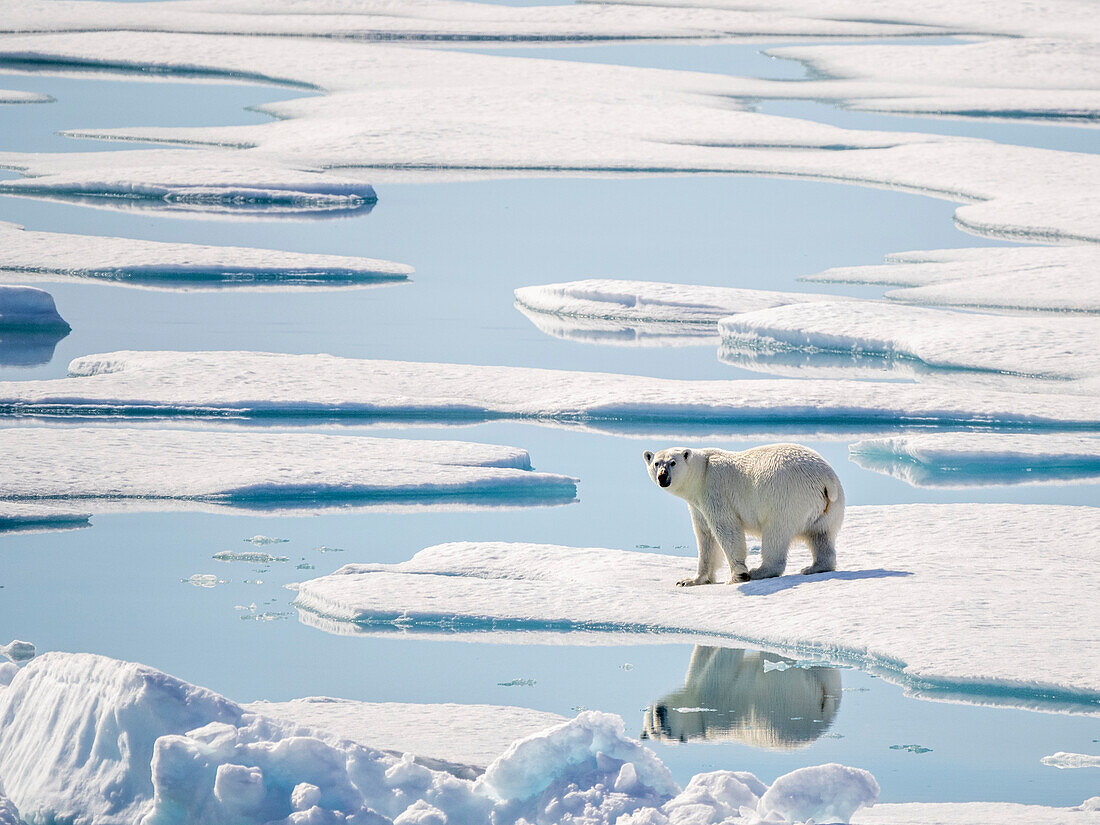 Ausgewachsener Eisbär (Ursus maritimus) im 10/10tel Packeis im McClintock Channel, Nordwestpassage, Nunavut, Kanada, Nordamerika